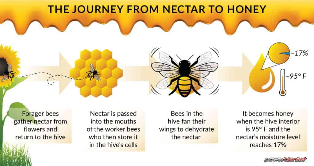 蜂蜜制作过程